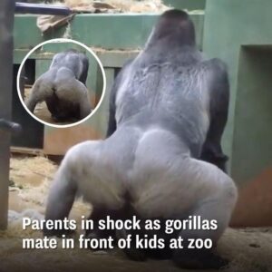 Parents Are Horrified When 2 Gorillas Get Busy In Front Of The Kids.