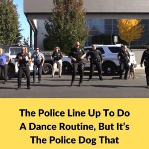 It Was A Simple Police Lineup Until The Dog Stole The Show