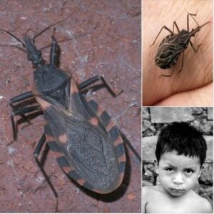 These bugs come out at nighttime, and attacking victims, they silently kill or leave them with a lifelong infection