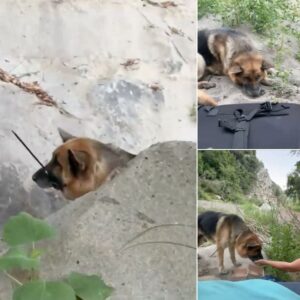 German shepherd was left to die in canyon with mouth zip-tied shut — hikers rescue him