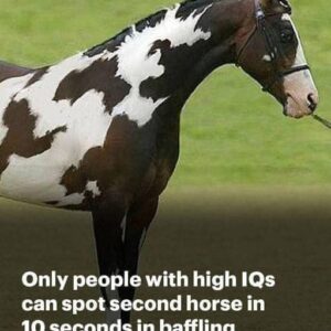 Only Those With High IQs Will Spot The Second Horse in This Head Scratching Optical Illusion